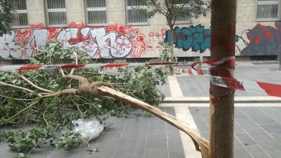 Maltempo, a Bari si spezza un albero davanti alla scuola elementare Balilla: nessun ferito