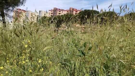 Il verde di Roma, Sos parchi pubblici: ecco le emergenze nel IX municipio