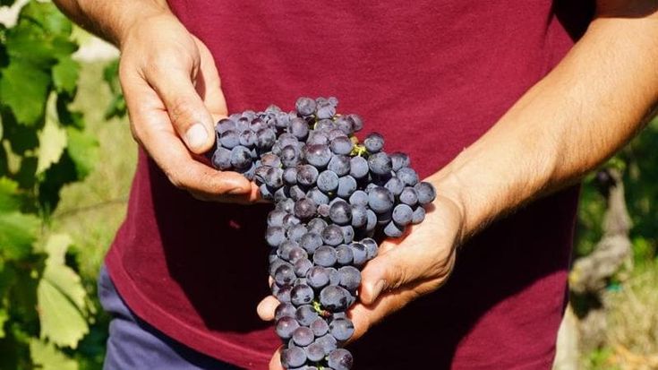 Il piccolo Pelaverga cresce la rivincita del vino di nicchia in 30 anni ettari quintuplicati