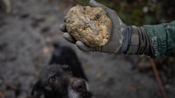 Drought is killing off Italy’s white truffles. Now even growing them is on the table
