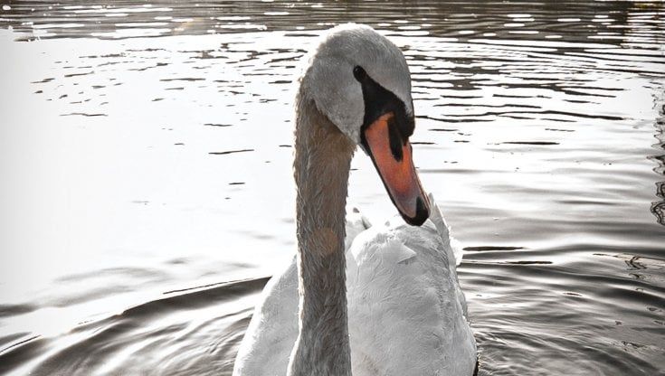 Ucciso il cigno Brutus, 're' del lago Niguarda. Il Parco Nord: "Violenza inammissibile, troveremo il responsabile"