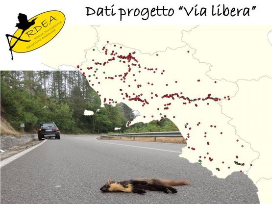 Il progetto "Via Libera": Ardea monitora l’impatto degli incidenti stradali sulla fauna selvatica campana
