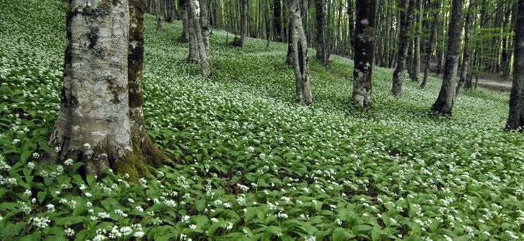 Voglio una foresta più grande