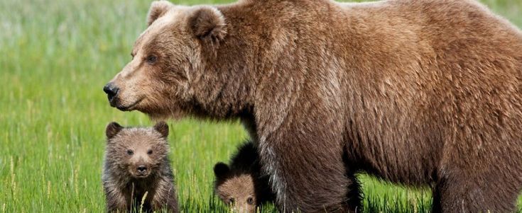 Morta orsa Daniza, uccisa da anestesia durante cattura. Ministro Ambiente: "Provincia spieghi"