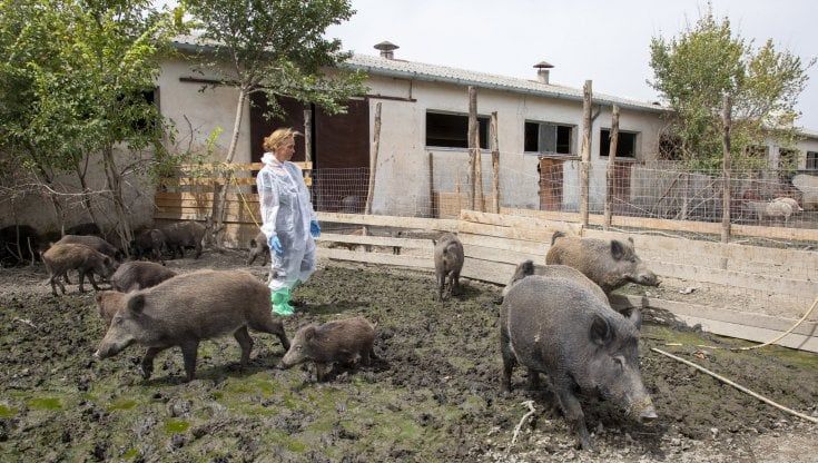 La Sfattoria degli animali. "Qui cinghiali e maiali vivono felici"
