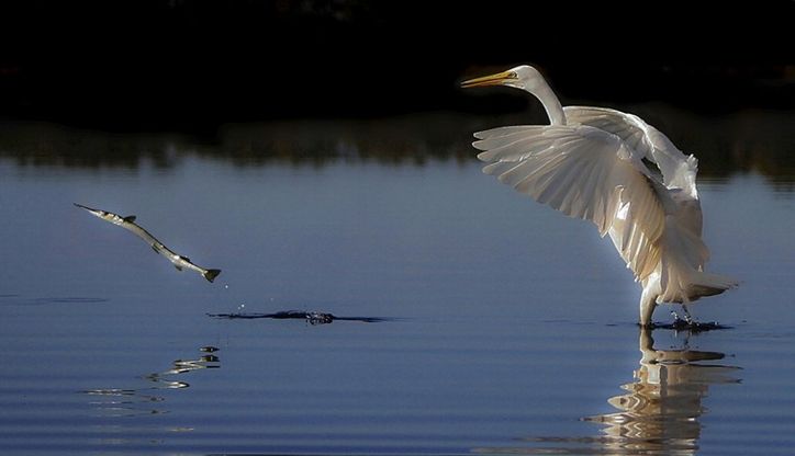 Natura selvaggia, le foto premiate dal Nature Conservancy Australia