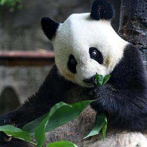 Distrutti 1300 ettari di foresta: il panda gigante rischia di morire di fame