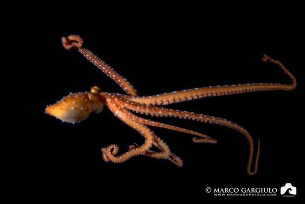 La danza della polpessa nel mare scuro della Costiera