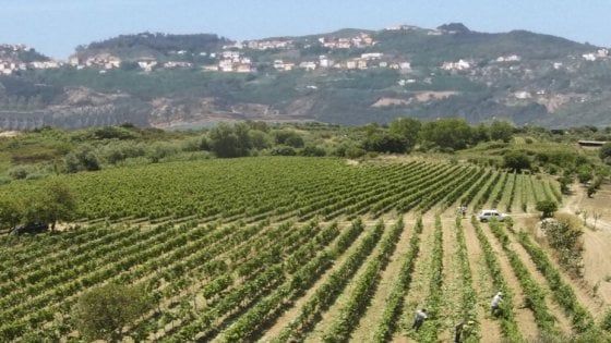 Calabria: parte dai giovani la riscossa di Cirò