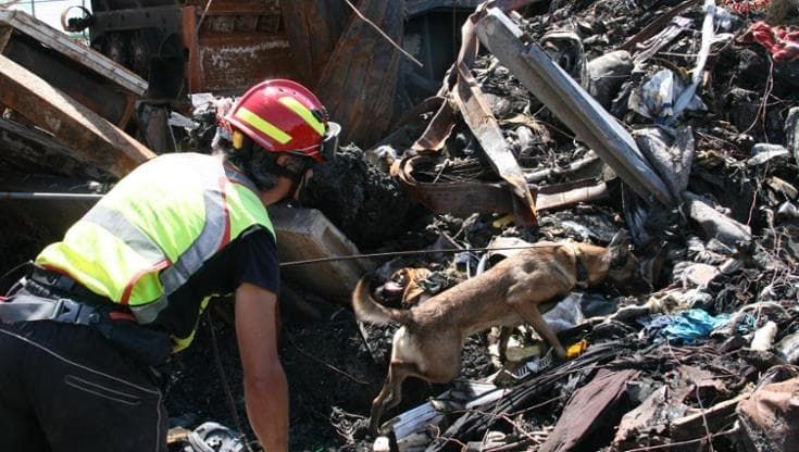 L’unico cane investigatore pompiere è di Palermo, fa l’arson dog e risolve i casi di incendi dolosi