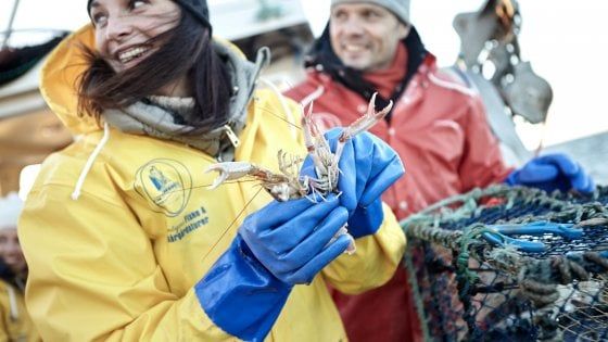 Weekend di pesca all’astice in Svezia: emozioni e sapori