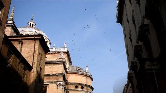 Parma, al liceo Ulivi le lezioni per aiutare i "cugini" delle rondini