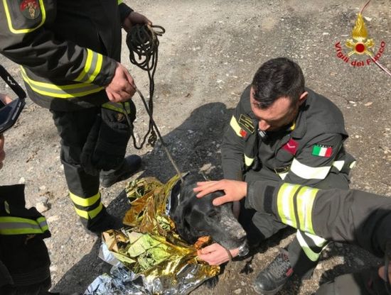 Varese, cane si incastra nel canale di scolo lungo i binari: la fotosequenza del salvataggio