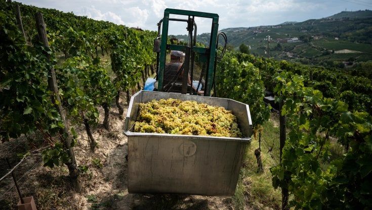 Per il vino il bicchiere è mezzo pieno pesano la guerra e i costi del vetro 