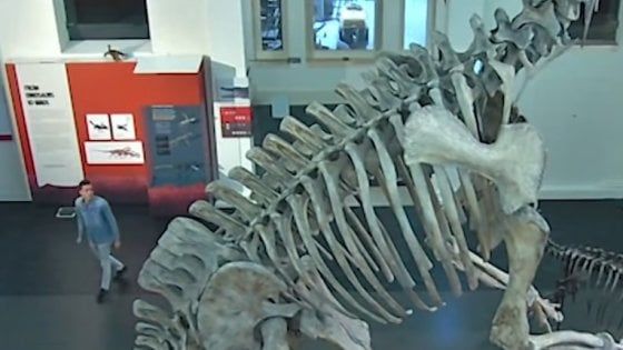 Australia, la "notte al museo" di uno studente tedesco: fermato dopo il selfie con il T-Rex