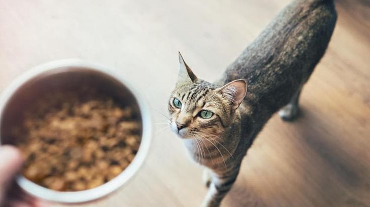 Animali, rincari per cibo e veterinario: pesa l’inflazione