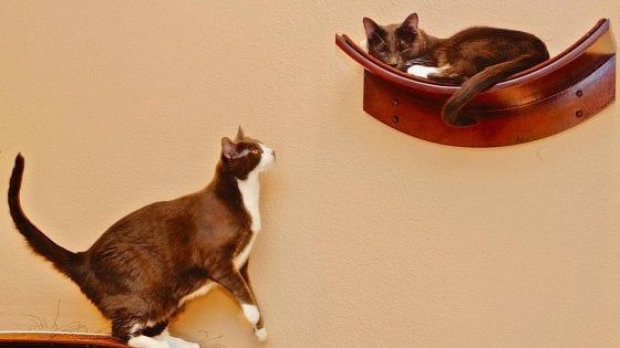 No all'asportazione totale delle unghie dei gatti: il disegno di legge che protegge i felini di New York