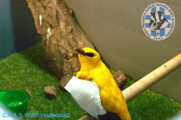 E.R. animali selvatici in corsia, ma ora l'sos è per l'ospedale che rischia la chiusura