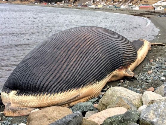 Canada, carcassa balena blu rischia "l'esplosione"