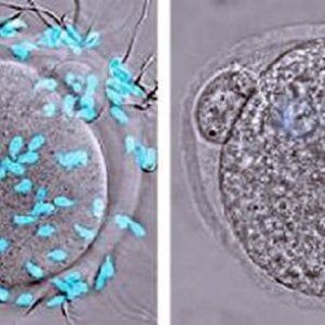 Contraccettivo maschile in gel, bene i test sulle scimmie 