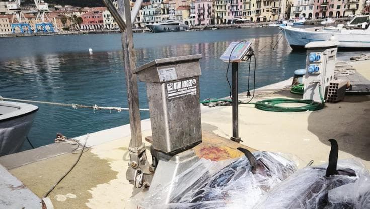 Via libera alla pesca del tonno rosso ligure