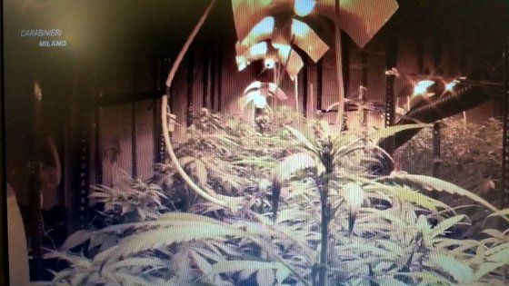 Rozzano, arrestato con 120 piante di marijuana: realizzava video tutorial sulla piantagione modello