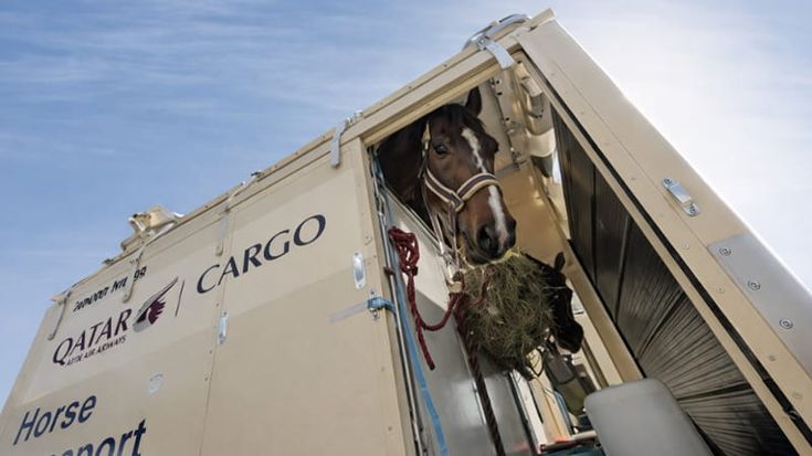 “Salvate quei cavalli”. E Qatar Airways, paralizzata dalla guerra, riporta i purosangue in Europa
