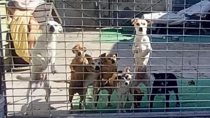 Napoli, irregolarità in due canili, a rischio 280 randagi. La consigliera: “Salvare realtà virtuose”