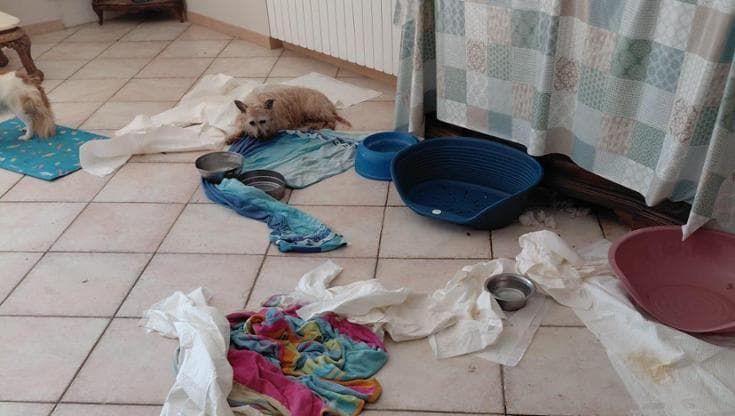 Canile-rifugio abusivo in una casa privata, 41 animali in gravi condizioni a Salerno