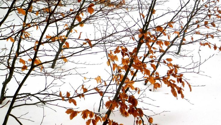 Matese, a passeggio sulla neve: lo spettacolo è da fiaba