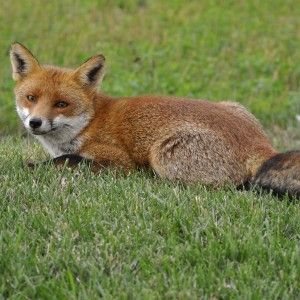 Molise, ritrovata volpe morta con un petardo in bocca