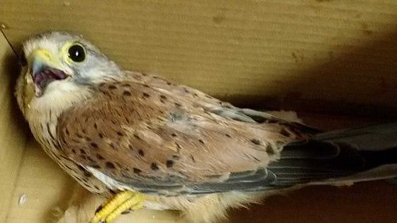 Torino, sempre più rapaci in città: i vigili recuperano un gheppio a Mirafiori  