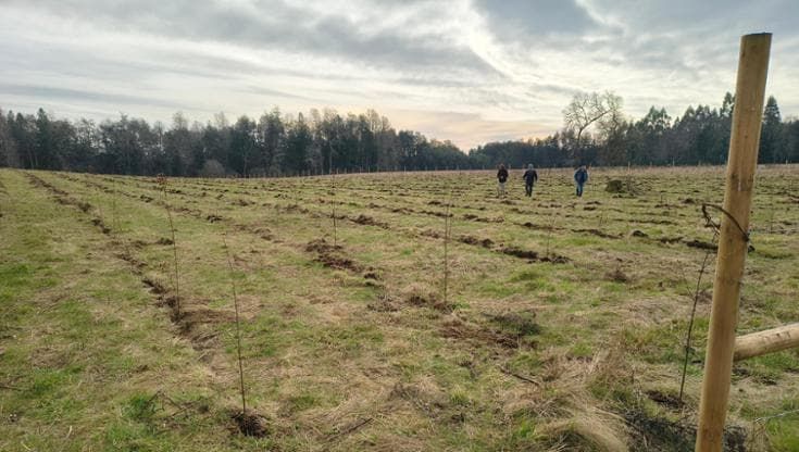 In Cile una foresta rinascerà per salvare l’ecosistema