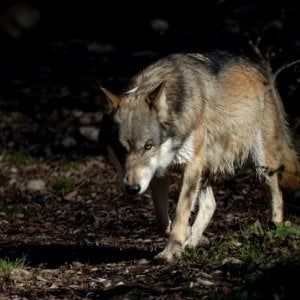 Appennino, Lega Nord denuncia attacchi di lupi e ibridi