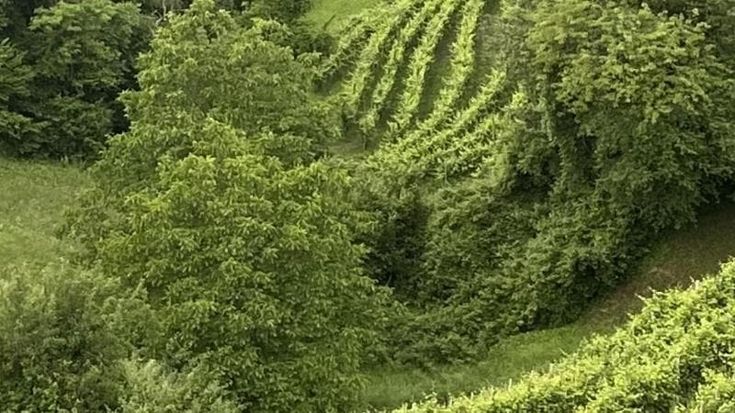 Dirupo, il Valdobbiadene da viticoltura eroica