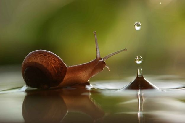 La chiocciola e le gocce d'acqua: una storia d'amore