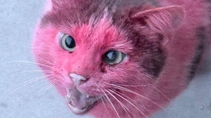 Gatto colorato di rosa a Pavone del Mella, la sindaca allerta i carabinieri: “Atto criminale”
