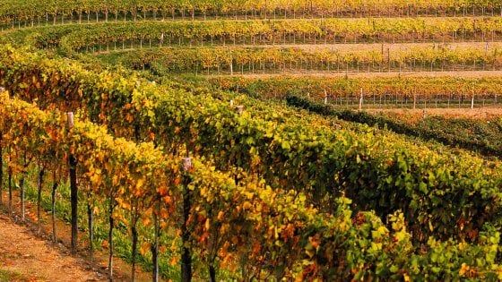 A rischio i vini friulani: troppo caldo e poca pioggia