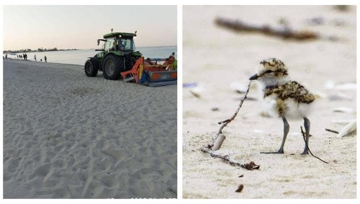 Porto Cesareo, la pulizia della spiaggia con trattori è un caso: “Distrutti nidi di fratino e uova”