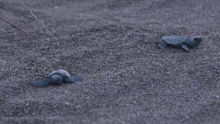 Il Mediterraneo si riscalda, così tra le tartarughe marine nascono sempre più femmine