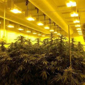 "Fanno pubblicità alla cannabis terapeutica", farmacie multate
