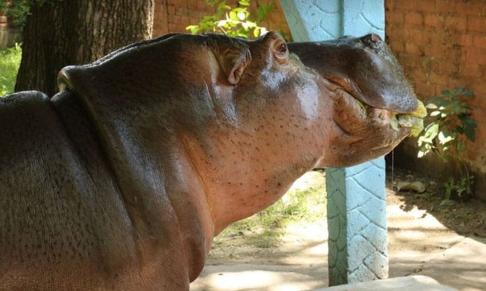 Gustavito, ippopotamo pestato a morte