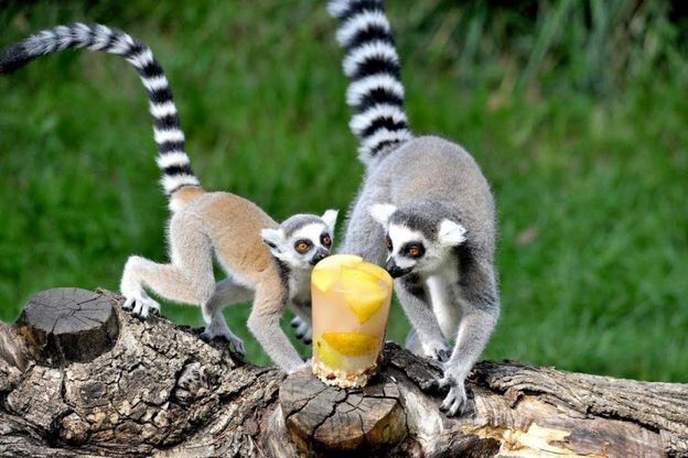 Bioparco, gli animali combattono il caldo con piscine e ghiaccioli