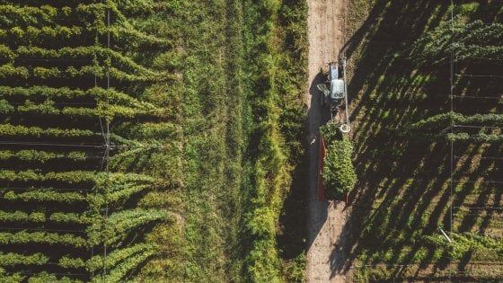 Un piano europeo per il biologico. "Ora serve una legge nazionale"