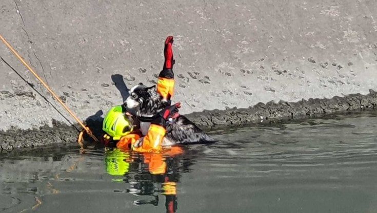 Cagnolino scivola nel canale Cimena, salvato dai vigili del fuoco
