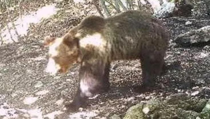 L’orsa JJ4 sarà trasferita da Trento in Germania. Le associazioni: “Bene la nuova vita ma perché non in Romania?”