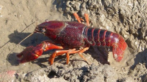 Il gambero rosso della Louisiana trovato in Bassa Atesina