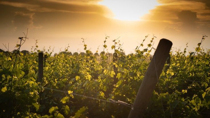 Vino, per il Consorzio Collio vendemmia 2022 di ottima qualità