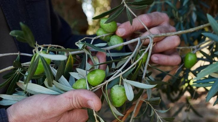 L’olio Zaituna afferma la sua identità in purezza