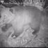 Valtellina, 4 asini sbranati dall'orso MV25. Gli allevatori: "Bisogna abbatterlo"